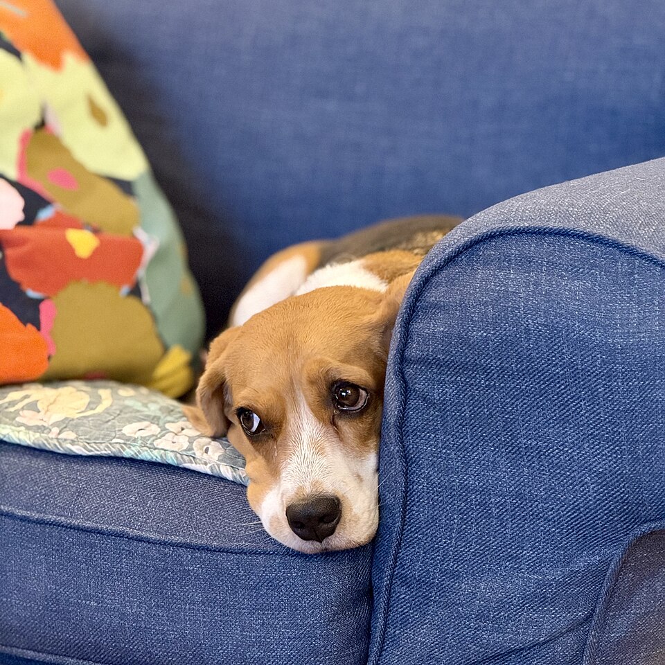 カラフルなクッションの横でソファに寝そべるビーグル犬