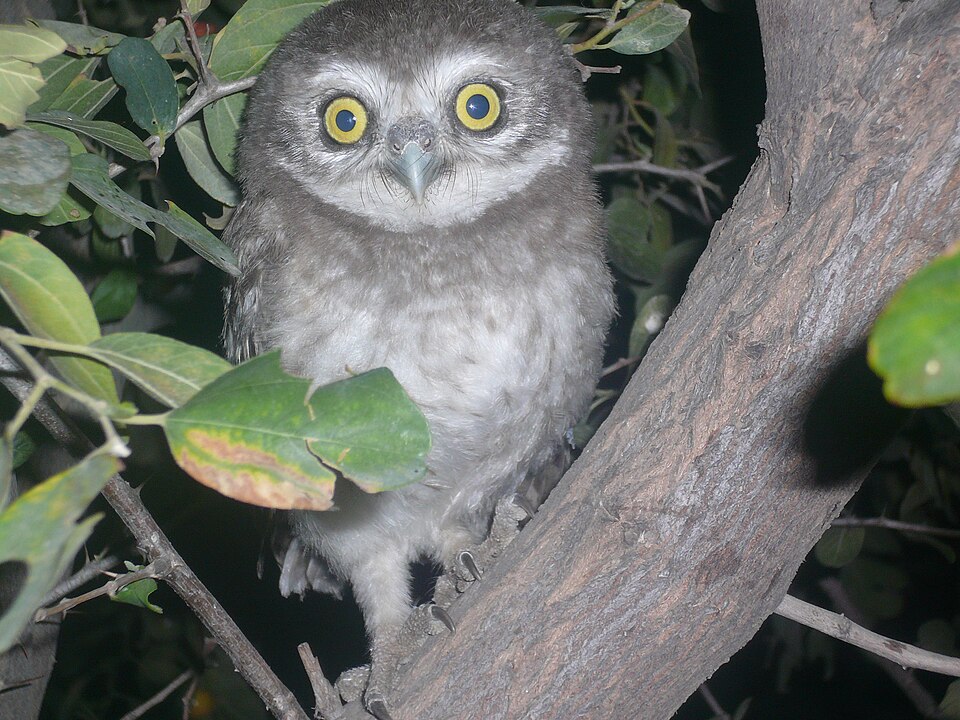 夜の木にとまるフクロウ